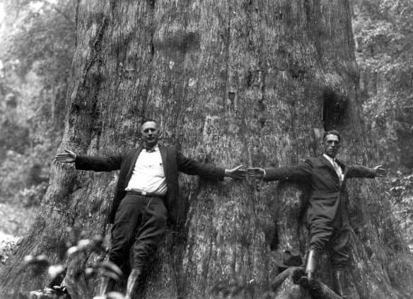 Hardwood, Softwood, Whats in a Name?