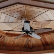 Heart Cypress, the Ancient Beauty