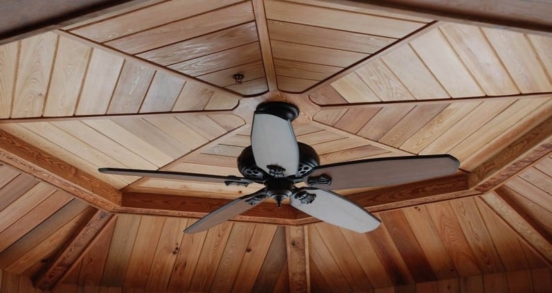 Heart Cypress, the Ancient Beauty