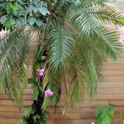 River-Recovered® Heart Cypress Contributes to the Allure of the New  Eleanor and Nicholas Chabraja Visitor’s Center at Naples Botanical Garden 4