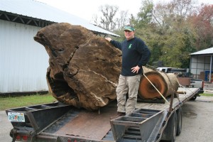 giantcypresslog 005 (Medium)