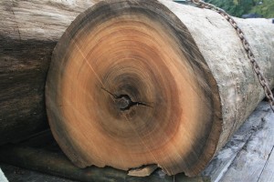 giantcypresslog 006 (Medium)