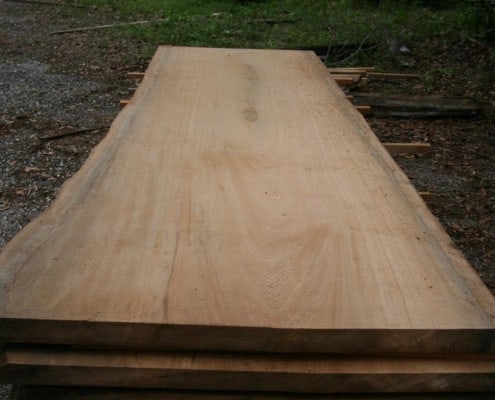 Our “Gentle Giant” Continues to Evolve! 1