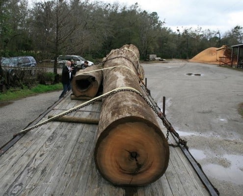 Our Newest “Gentle Giant” 1