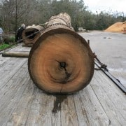 Our Newest “Gentle Giant” 2