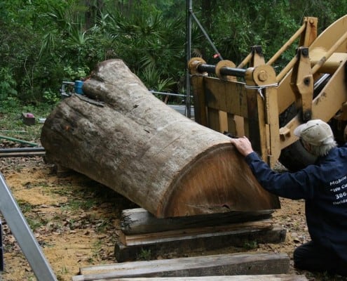 Our “Gentle Giant” Continues to Evolve! 3