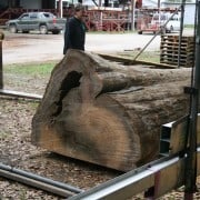 Our “Gentle Giant” Continues to Evolve! 4