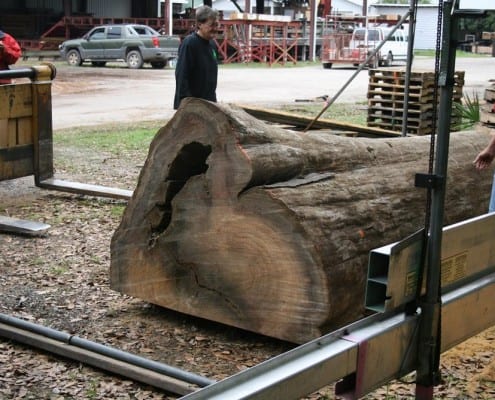 Our “Gentle Giant” Continues to Evolve! 4