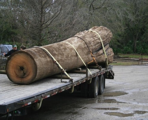 Our Newest “Gentle Giant” 5