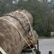 Our Newest “Gentle Giant” 6