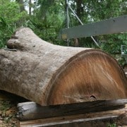 Our “Gentle Giant” Continues to Evolve! 7