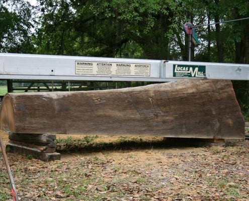 Our “Gentle Giant” Continues to Evolve! 8