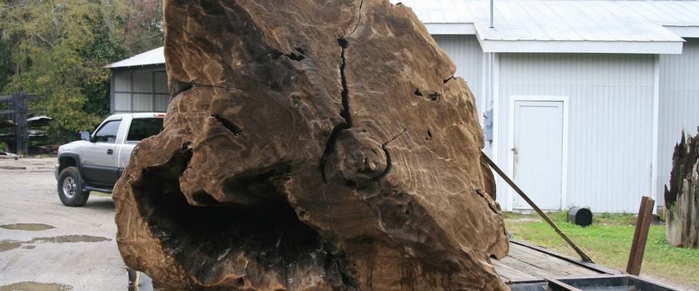 Our Newest “Gentle Giant” 8