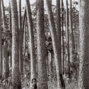 History of Goodwin Woods 7