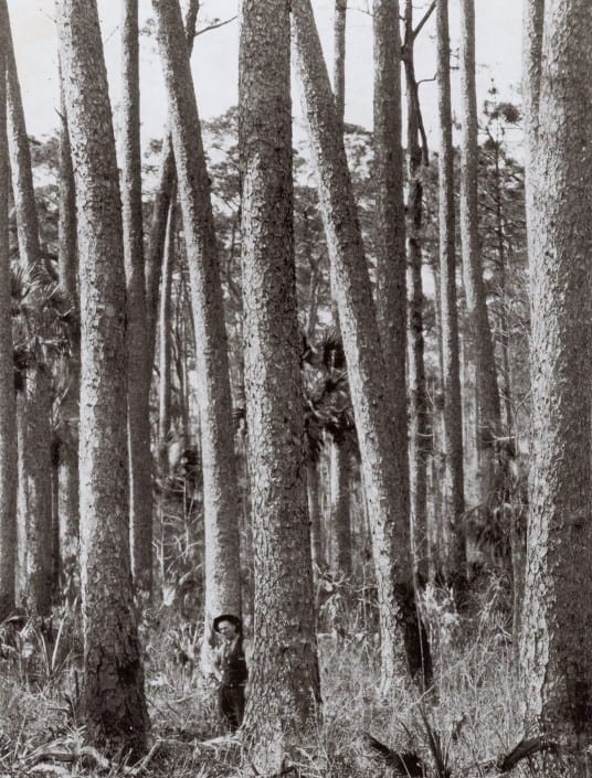 History of Goodwin Woods 7