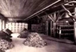 Antique Pine & Cypress Logs Close to Extinction from 1800s Demand