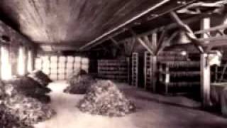 Antique Pine & Cypress Logs Close to Extinction from 1800s Demand