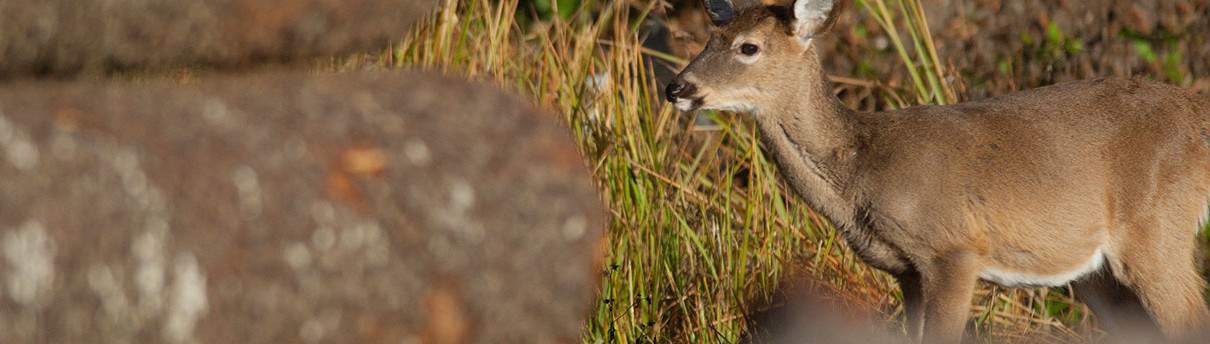 Goodwin’s Environmental Mission 1