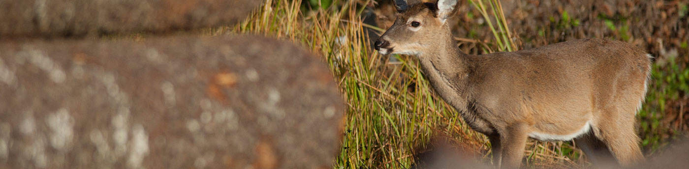 Goodwin’s Environmental Mission 1