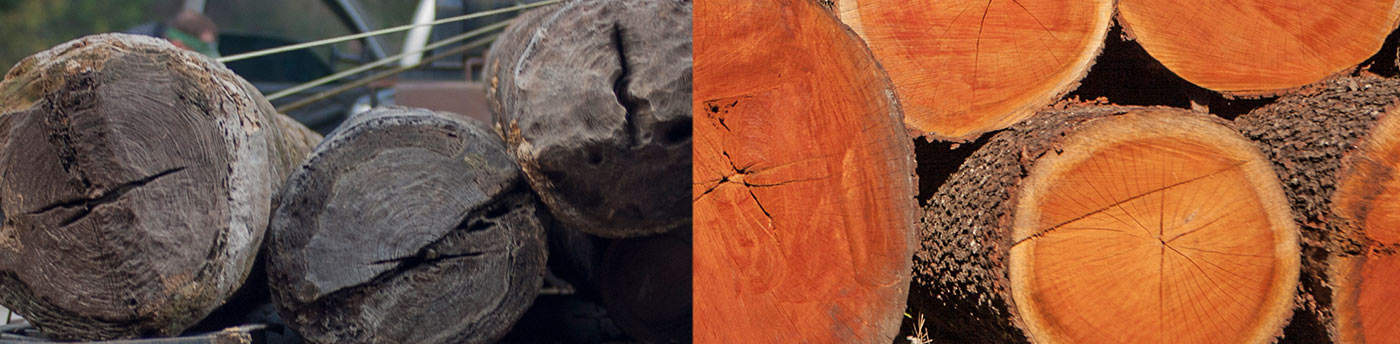 Goodwin’s Environmental Mission 3