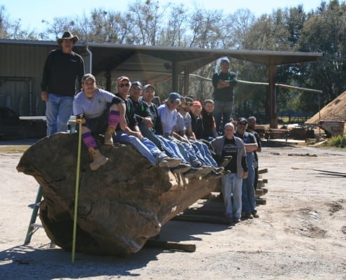 Gentle Giant Update: The Transformation Begins… Gentle Giant Update: The Transformation Begins… 1