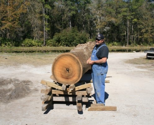 Gentle Giant Update: The Transformation Begins… Gentle Giant Update: The Transformation Begins… 2