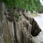 If You Guessed Bok Tower Gardens, You Were Correct! 31