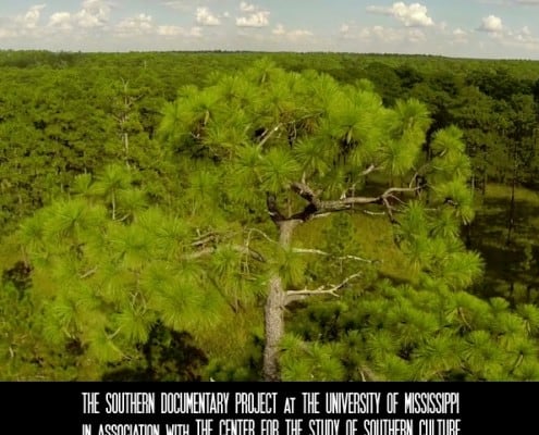 Longleaf: The Heart of Pine 1