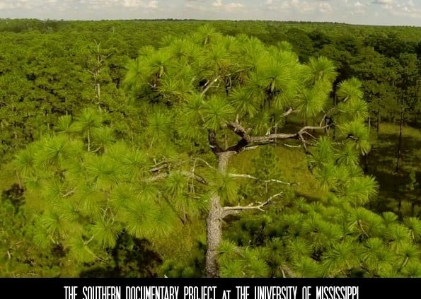 Longleaf: The Heart of Pine 1