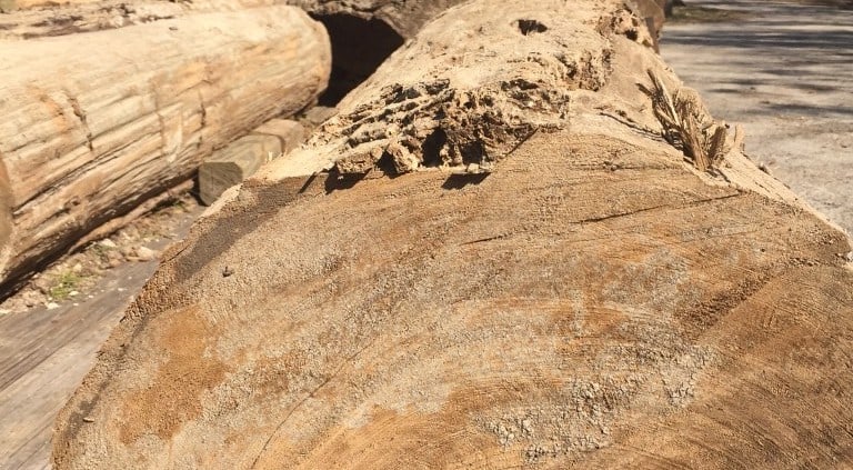 Reclaimed Wood Coming Through! 2