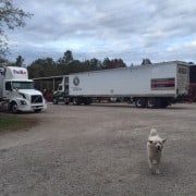 Reclaimed Wood Coming Through! 3