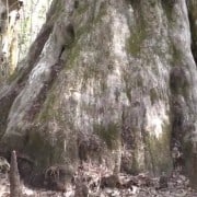 Sinker Cypress be Dammed! 1