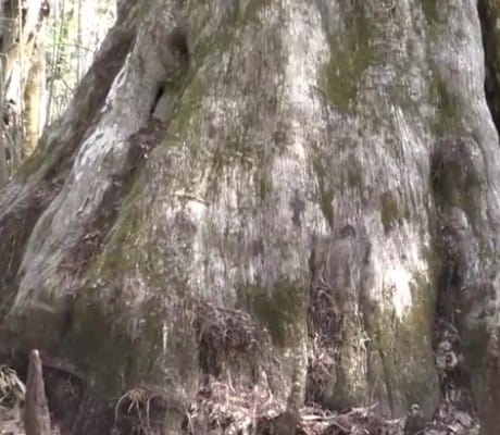 Sinker Cypress be Dammed! 1