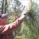 Longleaf Pine Restoration Part Two