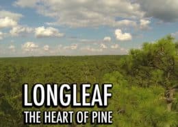 Longleaf: the Heart of Pine