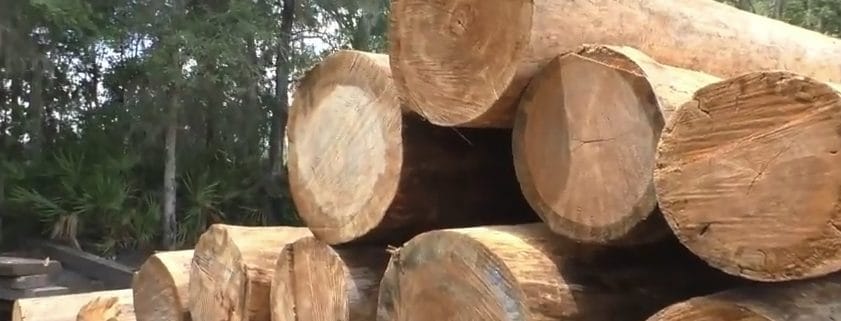 Turning Lost Trees into Tomorrow’s Treasures