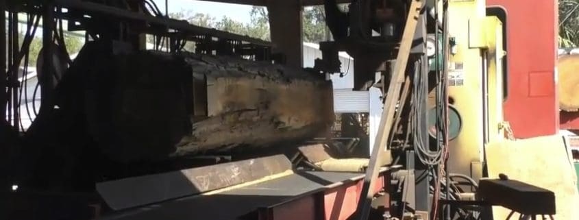 Sawing Sinker Cypress