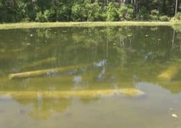 When We Say Custom Crafted...Goodwin Heart Pine