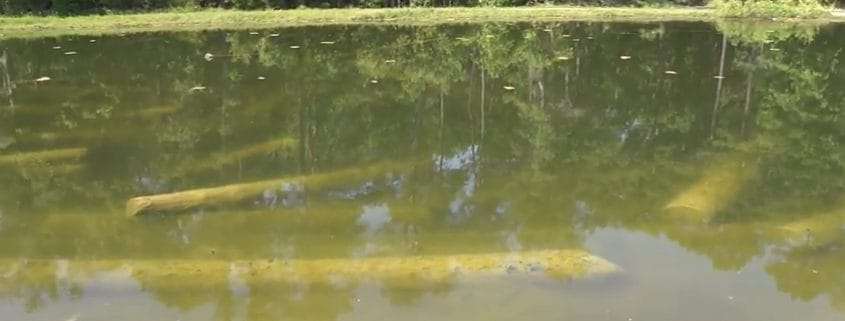 When We Say Custom Crafted...Goodwin Heart Pine