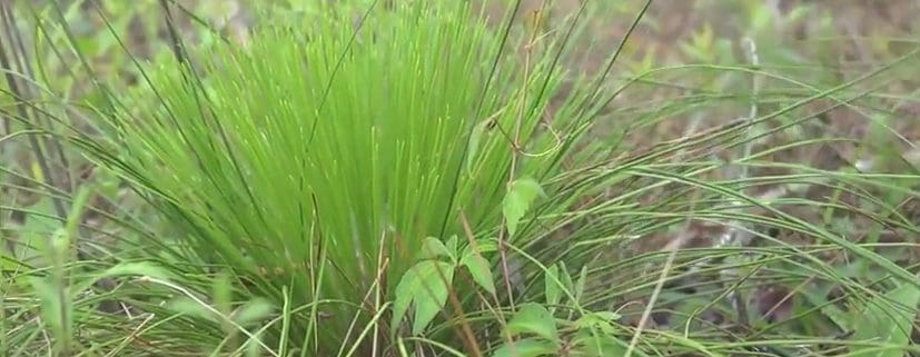 Longleaf Pine Restoration part 4