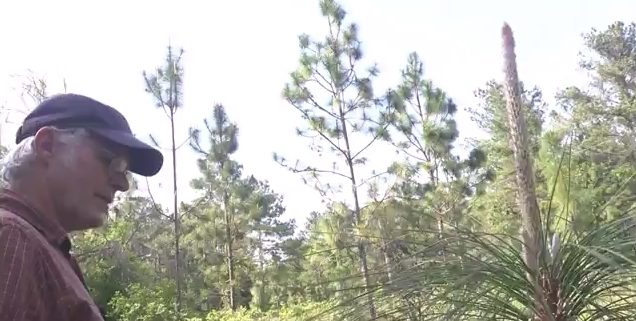 Longleaf Pine Restoration - Part 3