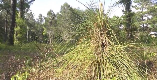 Goodwin Company: Tom Staley - part 2