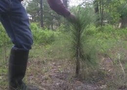 Goodwin Company: Tom Staley - part 1