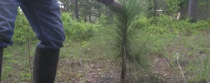 Goodwin Company: Tom Staley - part 1