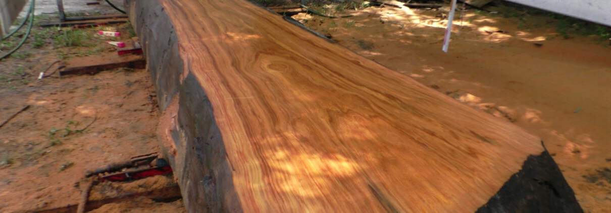 Another Visit from Florida Crotchwood!