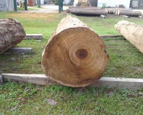 Sinker Cypress, It Never Gets Old