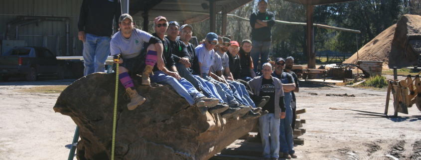 Giant Sinker Cypress Log