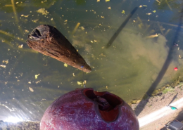 Using a Crane to pull 200 - 500-Years-Old River-Recovered® Heart Pine Logs From Our Millpond
